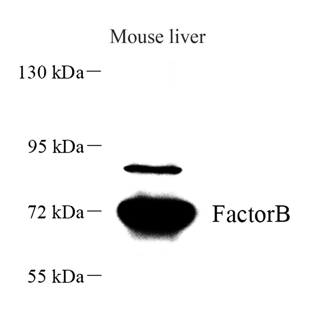 Anti -Factor B Rabbit pAb