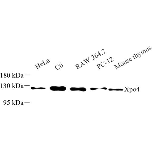 Anti -Exportin 4/XPO4 Rabbit pAb